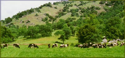 Negus pastures at Bear Creek Ranch